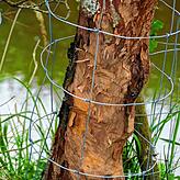 Drahtschutz gegen Biberverbiss an einem Baum an der Ablach im Gewann Beinten.