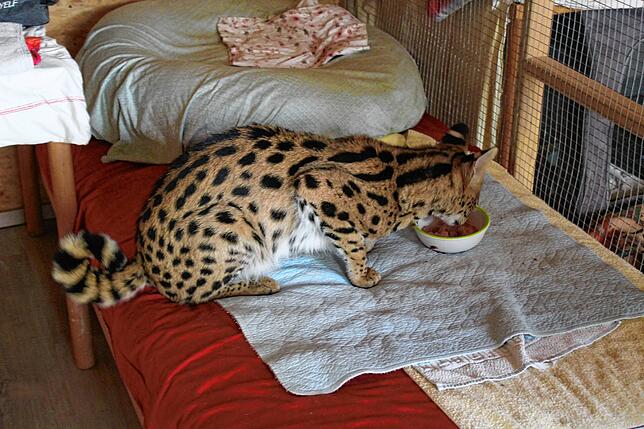 Die Räume der Tiere sind mit vielen Decken und Handtüchern ausgelegt, die regelmäßig gewaschen werden. Das Futter wird den Tieren ...