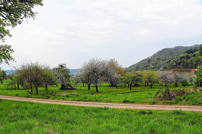 Bild 17: Streit um das Freiwiesle: So sieht die Streuobstwiese aktuell aus