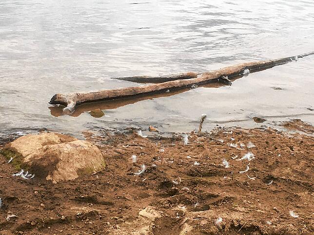 Hinterlassenschaften der Wildgänse am Strand des Kirnbergsees.