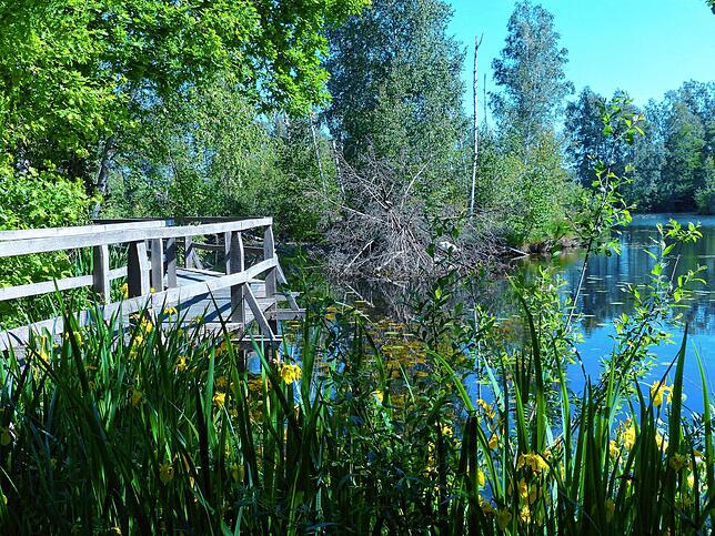 Unmittelbar am nördlichen Ortsrand von Wilhelmsdorf beim Naturschutzzentrum beginnen die Riedlehrpfade, auf denen Besucher das Moor ...