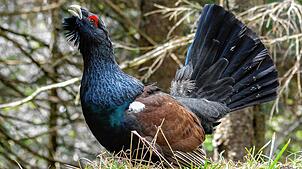 Das Auerhuhn ist seit 2023 wieder im Stadtwald Wolterdingen-Hubertshofen sesshaft (Symbolbild).