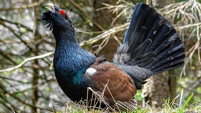 Das Auerhuhn ist seit 2023 wieder im Stadtwald Wolterdingen-Hubertshofen sesshaft (Symbolbild).