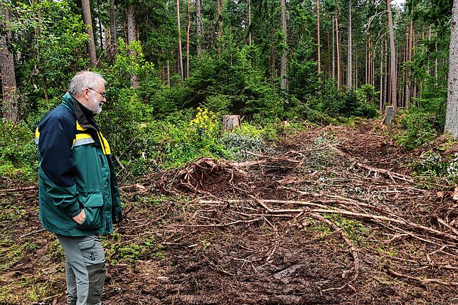 Forstrevierleiter Peter Gapp blickt auf eine der Rückegassen, die aktuell in einem Teil des Gemeindewalds von Mönchweiler den schweren ...