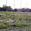 Das Hängeschloss fixiert die Kette am Bauzaun auf dem Schoch-Areal im Altbohl: Mit Bautätigkeiten ist auf dem Gelände vorerst nicht zu ...