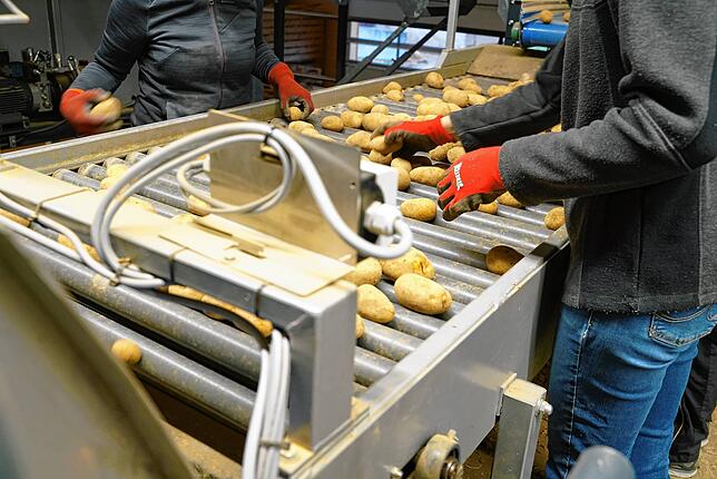 Nachdem die Maschine die Kartoffeln sortiert hat, kommt die Nachkontrolle.