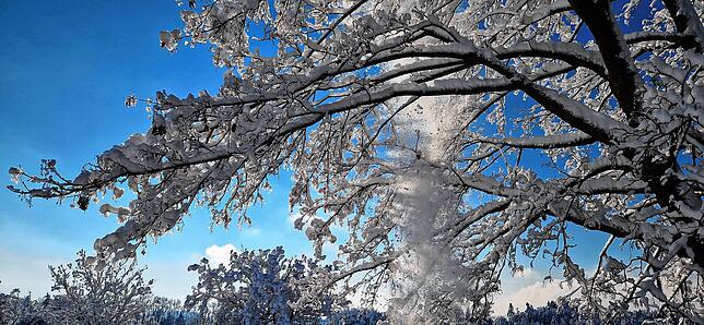 Bild 25: Was für ein Wintereinbruch am Bodensee: Die schönsten Schnee-Bilder vom Wochenende