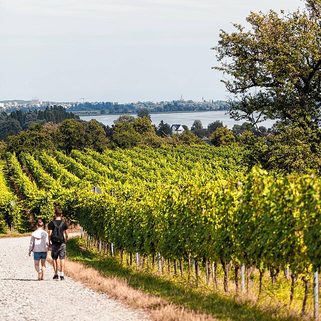 Weinreben säumen den Weg zur Hochwart auf der Insel Reichenau.
