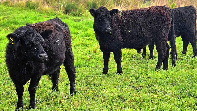 Die robusten und friedfertigen Galloway-Rinder fressen auch Wildkräuter, Wurzeln und Schilf.