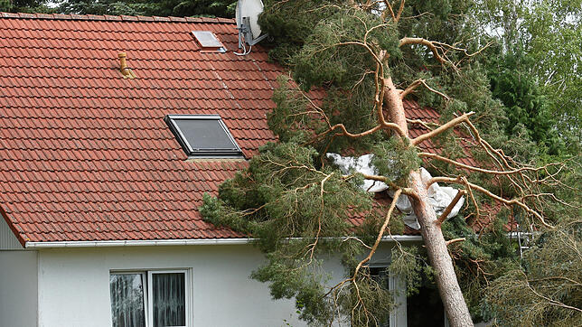 Ein in Folge von Böen des Sturmtiefs &ldquo;Sabine&bdquo; umgestürzter Baum liegt auf einem Hausdach.