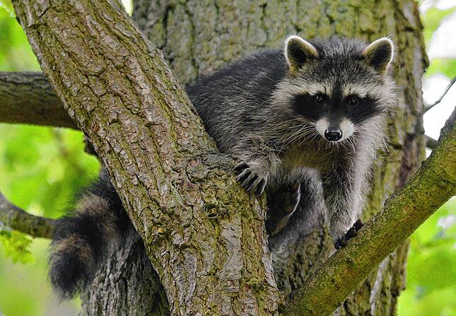 Waschbären sind wahre Kletterkünstler. Dieser noch junge Waschbär lebt im hessischen Wildtierpark Edersee.