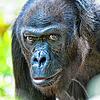 Gorilla Quarta ist mit 52 Jahren im Zoo Basel gestorben.
