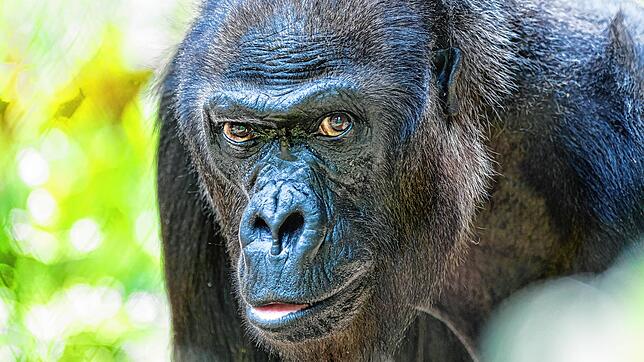 Gorilla Quarta ist mit 52 Jahren im Zoo Basel gestorben.