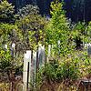 Wald in Aufzucht: Wie in diesem Waldstück soll es auf den beiden Flächen des SÜDKURIER Zeitungswalds auch bald aussehen.