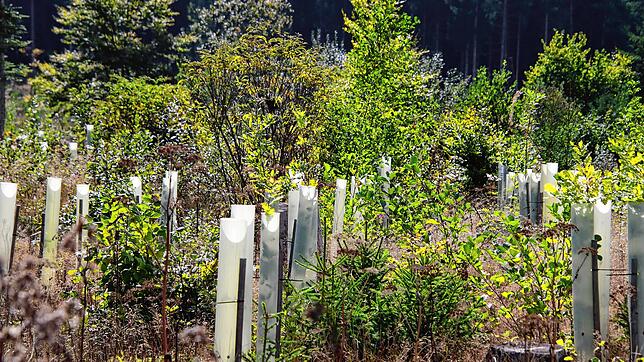 Wald in Aufzucht: Wie in diesem Waldstück soll es auf den beiden Flächen des SÜDKURIER Zeitungswalds auch bald aussehen.