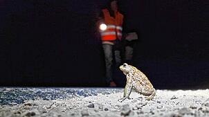 Ein Helfer findet eine Kröte, die über die Straße hüpfen will. Foto: Gernot Segelbacher