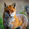 Ein Rotfuchs wie dieser (Symbolbild) macht derzeit Möggingen unsicher. Neben einer Vertreibung des Tieres steht auch dessen Tötung im Raum.