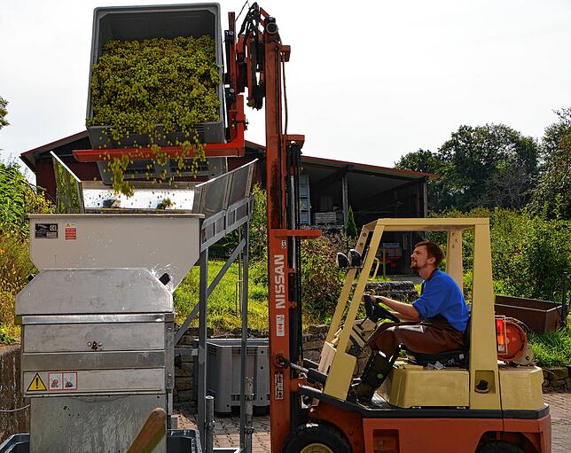 Die frisch geernteten Müller-Thurgau-Trauben kommen als erstes in die Maschine, welche innerhalb von Minuten die Trauben von den Stielen ...