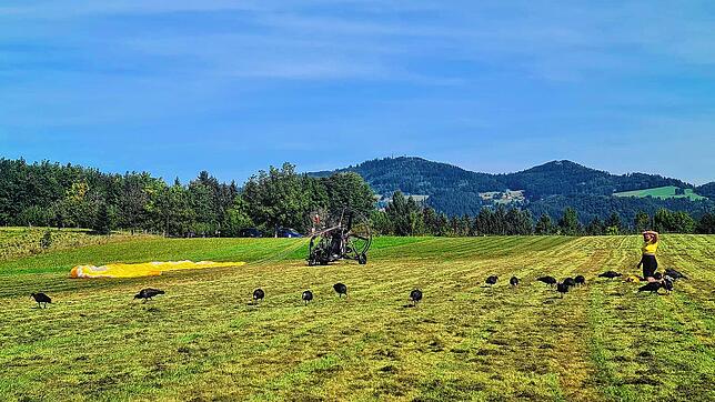 Ausgerechnet den Gleitschirm-Flugplatz auf dem Dinkelberg haben sich die Waldrappe zur Landung ausgesucht.
