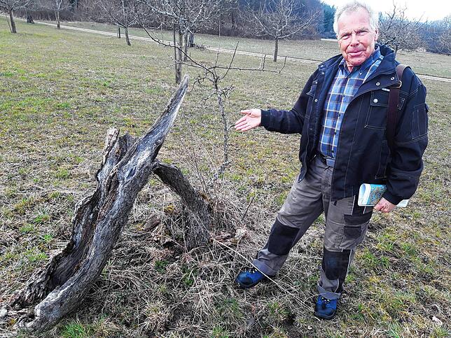 Wilfried Rupp, 73, zeigt auf einen Obstbaum. Der Zustand vieler Streuobstwiesen ist besorgniserregend. Immer mehr Parzellen werden sich ...