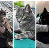 Rund um Fürstenberg sind die Katzen Mutzi (links), Lenny und Lola verschwunden.