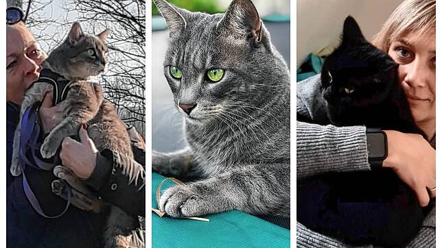 Rund um Fürstenberg sind die Katzen Mutzi (links), Lenny und Lola verschwunden.