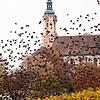 Für jüngere Generationen ein beeindruckender Anblick: Ein Schwarm Stare an der Klosterkirche Birnau. Der 82-jährige Ornithologe Peter ...