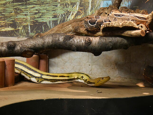 Zurück im Terrarium: Hansi kriecht zurück zu seinem Stammplatz unter dem Ast, auf dem bei genauem Hinsehen eine weitere Python liegt und ...