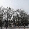 Bei der Schifflände im Schweizer Rheinfelden sind in den Bäumen zahlreiche Krähennester. Doch zunehmend machen die Vögel auch Probleme.
