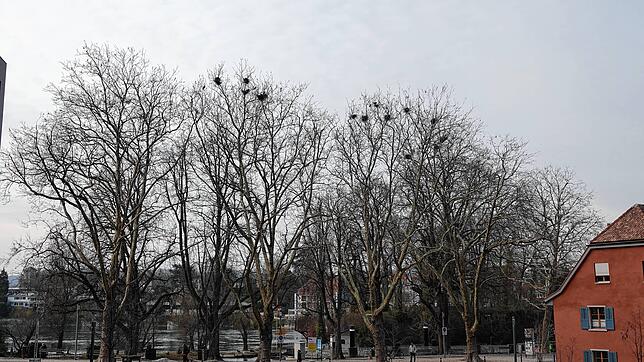 Bei der Schifflände im Schweizer Rheinfelden sind in den Bäumen zahlreiche Krähennester. Doch zunehmend machen die Vögel auch Probleme.