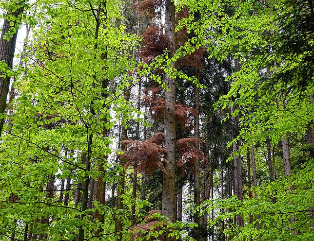 Kranker Wald am Gehrenberg. Die privaten Umweltaktiven in Markdorf, darunter auch die Gruppe Klimaplan, sehen schnelles Handeln geboten ...