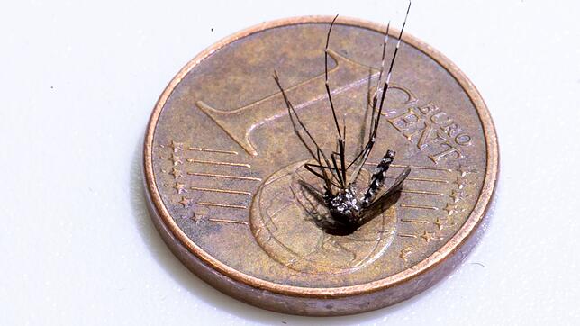 Die Asiatische Tigermücke ist eine zwischen zwei und zehn Millimeter große, auffällig schwarz-weiß gemusterte Stechmücke. (Foto-Archiv)