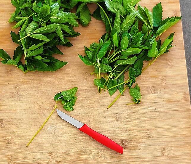 Bild 1: Giersch &ndash; ein Unkraut? Von wegen! Dieses leckere Pesto-Rezept ist nur eine Verwendungsmöglichkeit