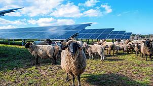 Schafe weiden zwischen den Modulen einer Freiflächen-Solaranlage (Symbolbild): So könnte es künftig auch bei Brigachtal aussehen.