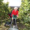 Gerti Felchmayer und Jonas Sommer sind das erste Mal bei der Markdorfer Weinlese dabei. Felchmayer lebt schon seit Jahrzehten in der ...