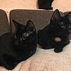 Katzen wie diesen nimmt sich die Pfotenhilfe Stockach seit dem Jahr 2020 an und vermittelt sie weiter.