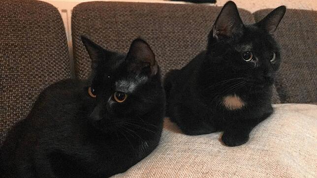 Katzen wie diesen nimmt sich die Pfotenhilfe Stockach seit dem Jahr 2020 an und vermittelt sie weiter.