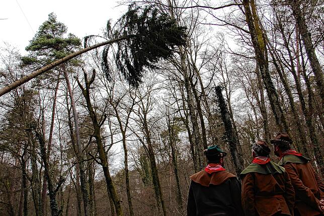 Bild 7: Die spektakulären Narrenbaum-Momente aus dem Altbohlwald: Holzhauer der Narrizella Ratoldi schlagen zu