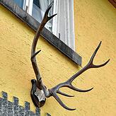 Das Geweih soll in Erinnerung an das Gasthaus bleiben.
