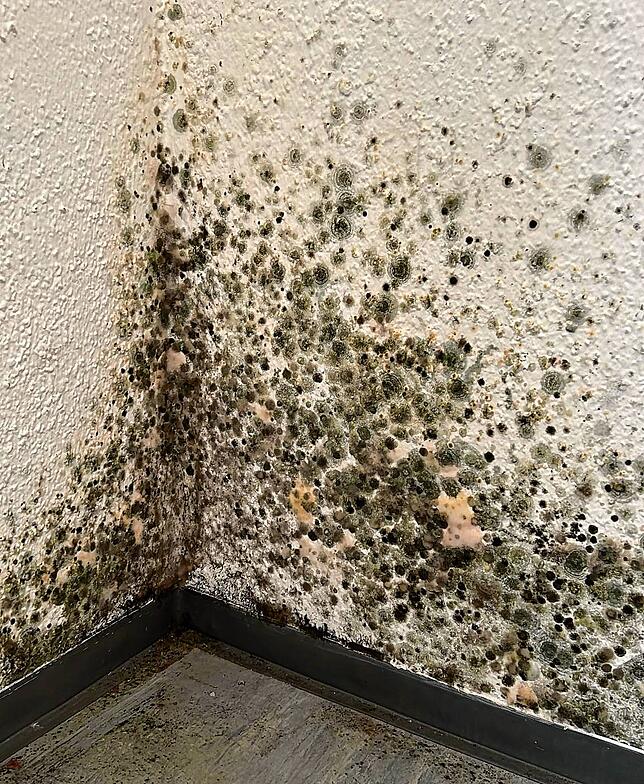 Bilder von Chantalle Hartmanns Verwandten zeigen großflächigen Schimmel, der sich in der Obdachlosenunterkunft in der Schlesierstraße ...