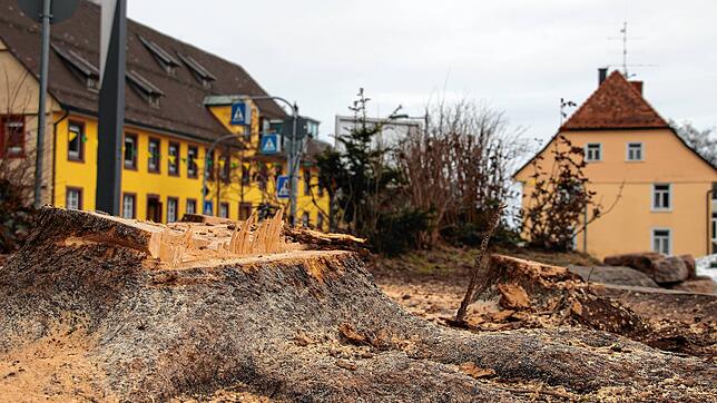 Zwölf Bäume wurden auf dem Marktplatz gefällt.