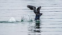 Ein Kormoran auf dem Bodensee.