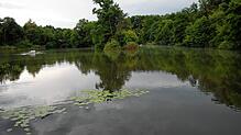 Der Ziegeleiweiher in der Singener Nordstadt. Weil sich zu viel Schmutz am Grund des Regenrückhaltebeckens absetzt, will die Stadt nun ...
