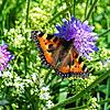 Naturwunder wie den Kleinen Fuchs, hier an einer Acker-Witwenblume, gibt es entlang der Wanderstrecken um Bonndorf viele zu bewundern.