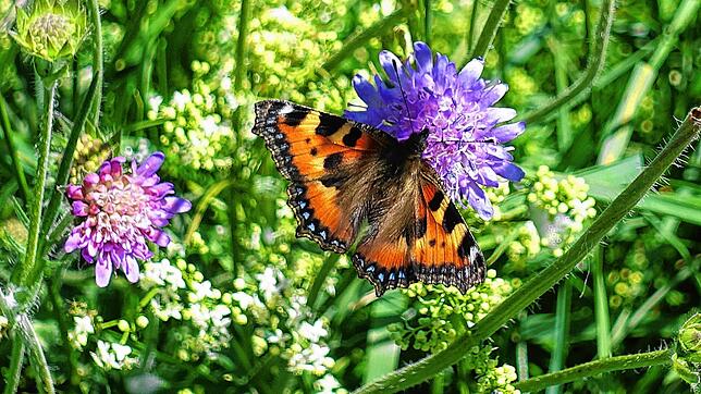 Naturwunder wie den Kleinen Fuchs, hier an einer Acker-Witwenblume, gibt es entlang der Wanderstrecken um Bonndorf viele zu bewundern.