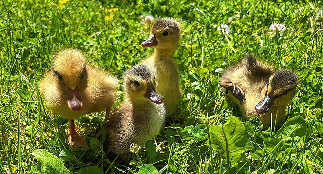 Wenige Wochen nachdem sie geschlüpft sind, ziehen die Enten in den Garten.
