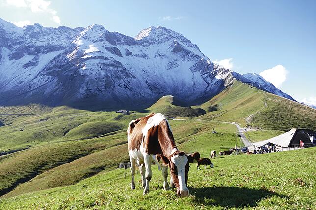 Auf der Alp werden auch Rinder von Landwirten aus dem Tal gesömmert.