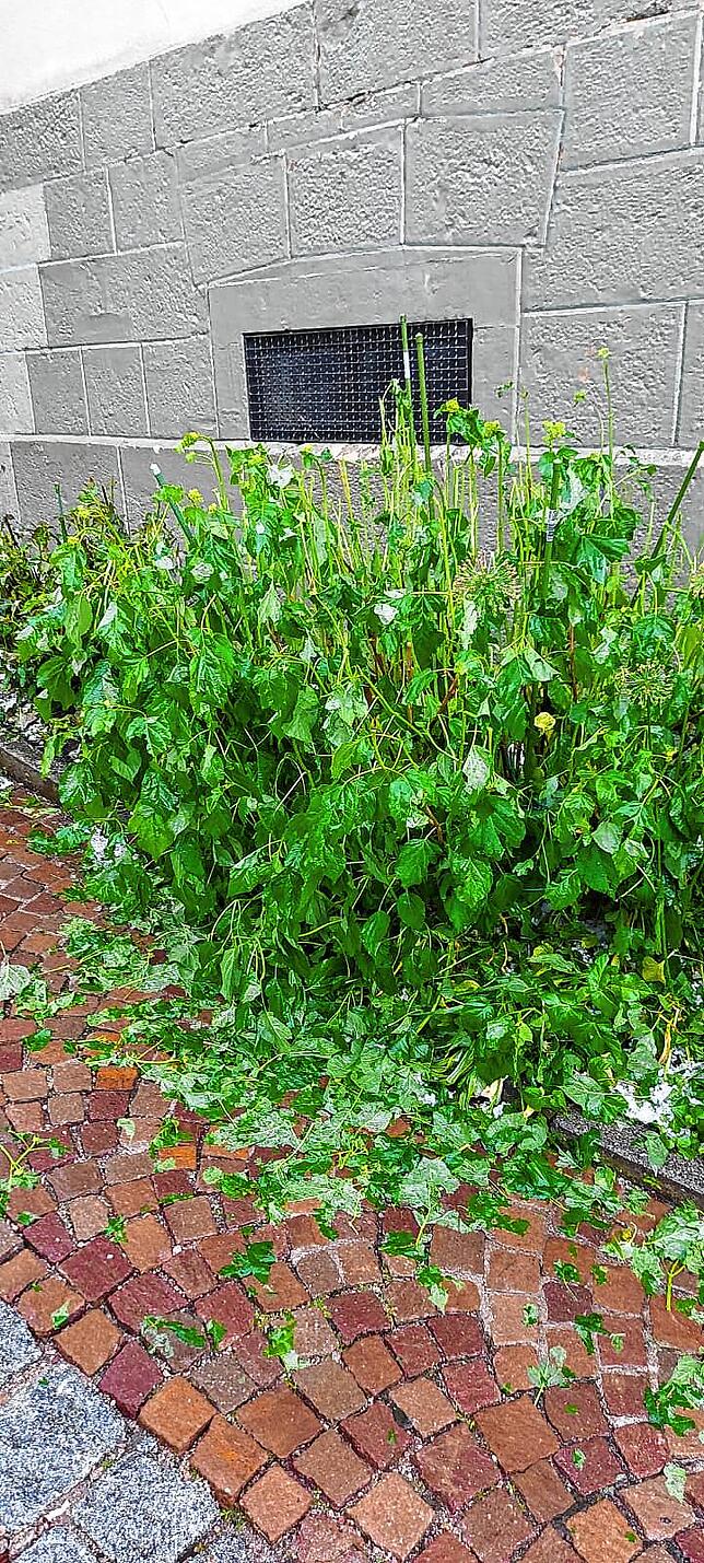 Ein Unwetter hat am Montag, 21. Juni, einen großen Schaden in Bonndorf angerichtet. Straßen wurden überschwemmt, Keller überflutet, ...