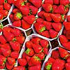 Erdbeeren sind im Lebensmittelgeschäft für ein paar Euro zu bekommen. In Tuttlingen versucht ein 24-Jähriger, eine Schale zu stehlen. ...