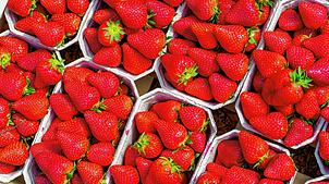 Erdbeeren sind im Lebensmittelgeschäft für ein paar Euro zu bekommen. In Tuttlingen versucht ein 24-Jähriger, eine Schale zu stehlen. ...
